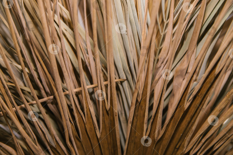 Скачать Сухой пальмовый лист крупным планом. Текстура листа. Естественная форма и параллельные линии. фотосток Ozero