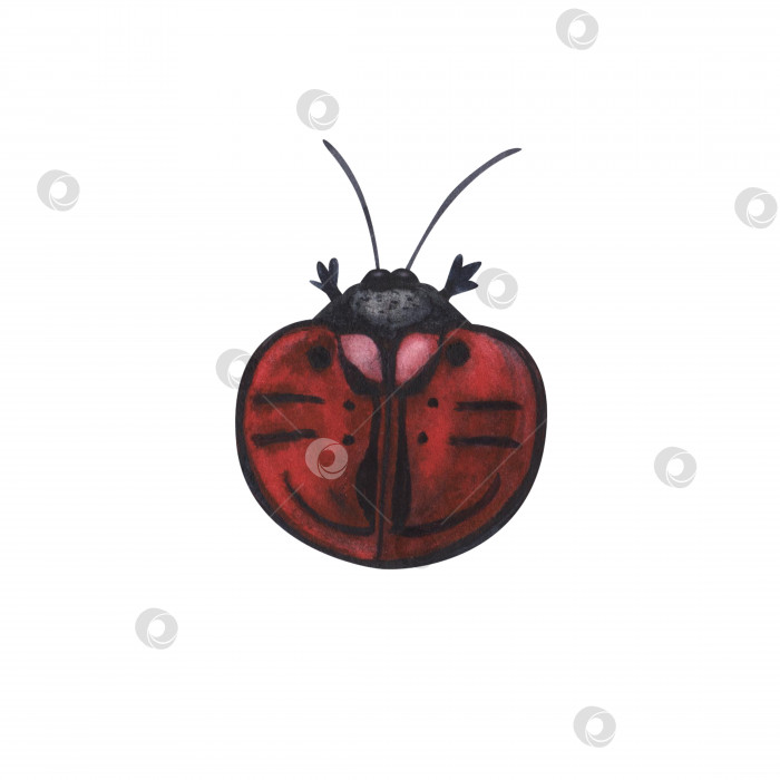 Скачать Реалистичное насекомое-красный жук, изолированное на белом фоне. Акварельная иллюстрация жуков-животных, нарисованная от руки, для дизайна фотосток Ozero