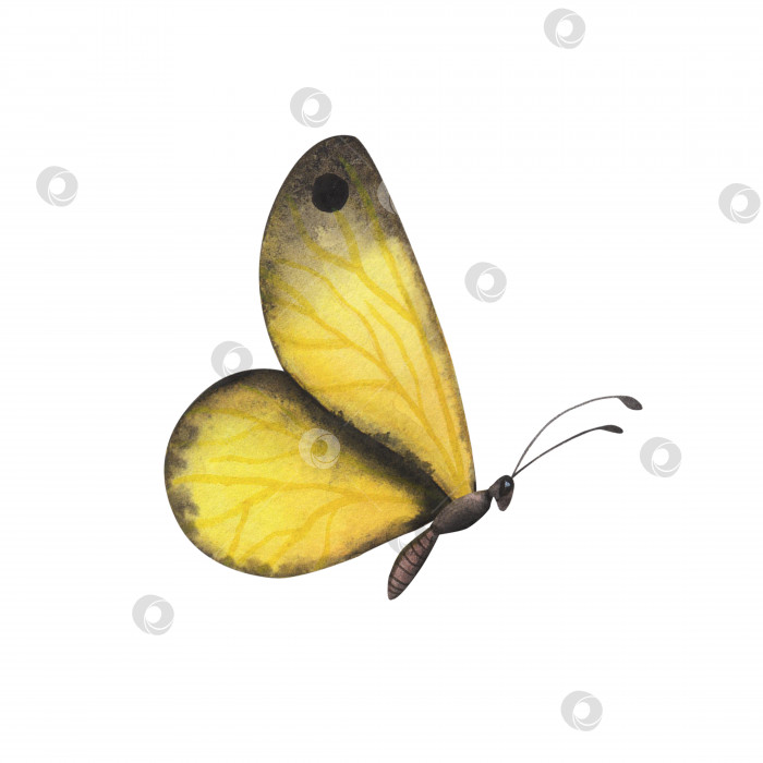 Скачать Желтая реалистичная бабочка с детализированными изолированными крыльями. Реалистичная иллюстрация насекомых, нарисованная акварелью от руки для дизайна фотосток Ozero