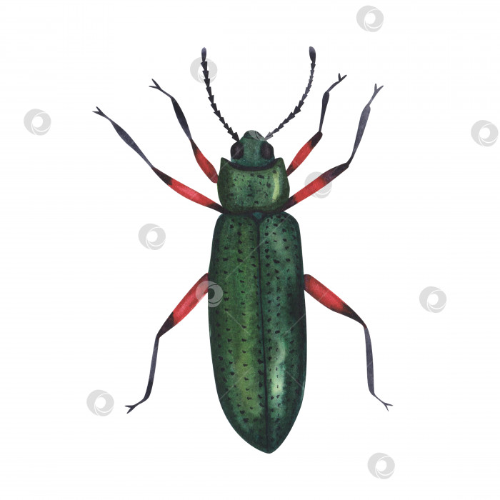 Скачать Реалистичные жуки-насекомые, изолированные на белом фоне. Акварельная иллюстрация жуков-животных, нарисованная от руки, для дизайна фотосток Ozero