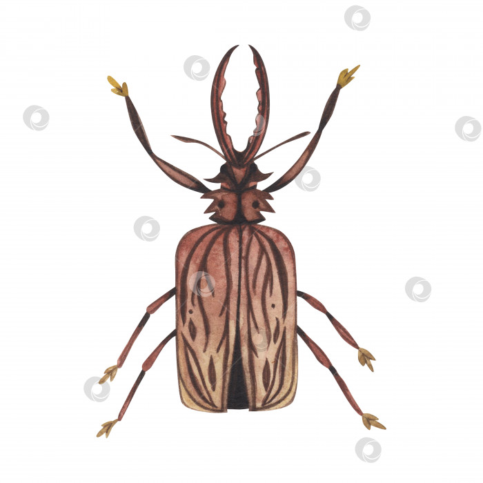 Скачать Реалистичные коричневые жуки-насекомые, изолированные на белом фоне. Акварельная иллюстрация жуков-животных, нарисованная от руки, для дизайна фотосток Ozero