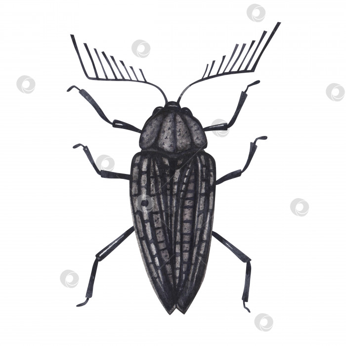 Скачать Реалистичное насекомое-черный жук, изолированное на белом фоне. Акварельная иллюстрация жуков-животных, нарисованная от руки, для дизайна фотосток Ozero