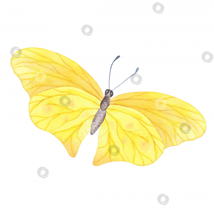 Скачать реалистичная желтая бабочка с детализированными изолированными крыльями. Реалистичная иллюстрация насекомых, нарисованная акварелью от руки для дизайна фотосток Ozero