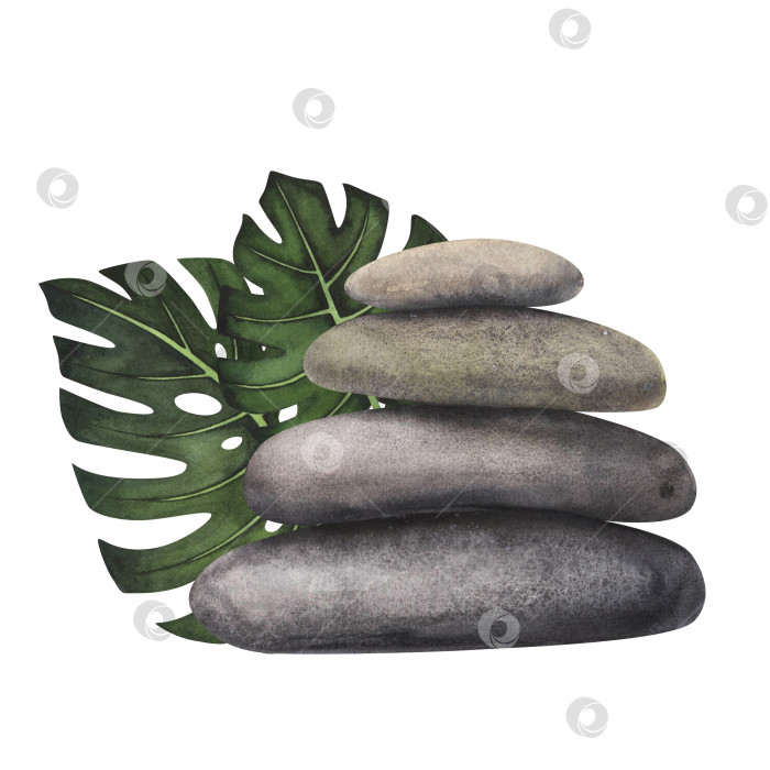 Скачать Дзен-камни, морская галька, листья монстеры, выделенные на белом фоне. Акварельная рисованная иллюстрация спа-салона для дизайна фотосток Ozero