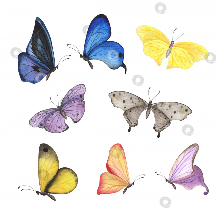 Скачать Установленная бабочка с детализированными изолированными крыльями. Реалистичный дизайн с изображением насекомых, нарисованный акварелью от руки фотосток Ozero