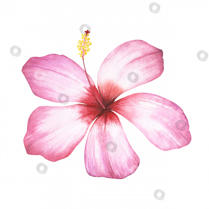 Скачать Розовый цветок гибискуса, выделенный на белом фоне. Акварельная ботаническая иллюстрация, нарисованная от руки, для дизайна фотосток Ozero