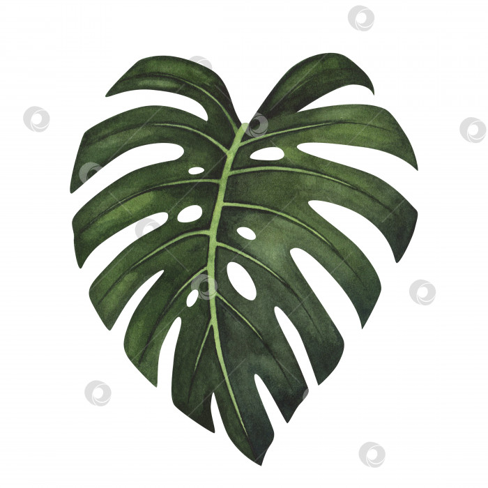 Скачать Акварель с изображением тропических листьев монстеры, выделенных на белом фоне. Акварельная ботаническая иллюстрация, нарисованная от руки, для дизайна фотосток Ozero