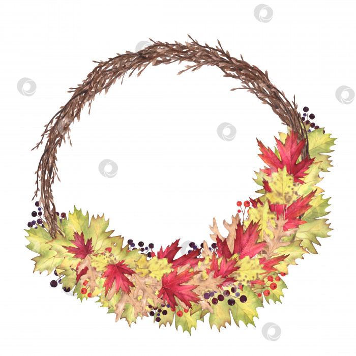 Скачать Акварель "Ивовый венок" с осенними листьями клена, дуба, тополя, выделенными на белом фоне. Дизайн иллюстрации для ручного рисования фотосток Ozero
