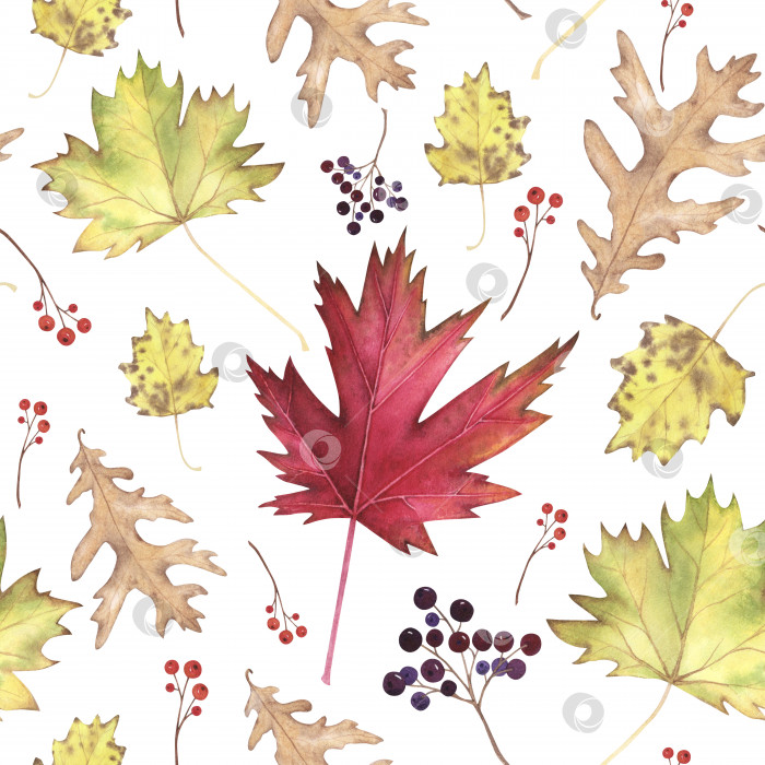 Скачать Бесшовный узор из осенних листьев клена, дуба, тополя выделен на белом фоне. Акварельная иллюстрация, нарисованная от руки. Искусство для дизайна фотосток Ozero