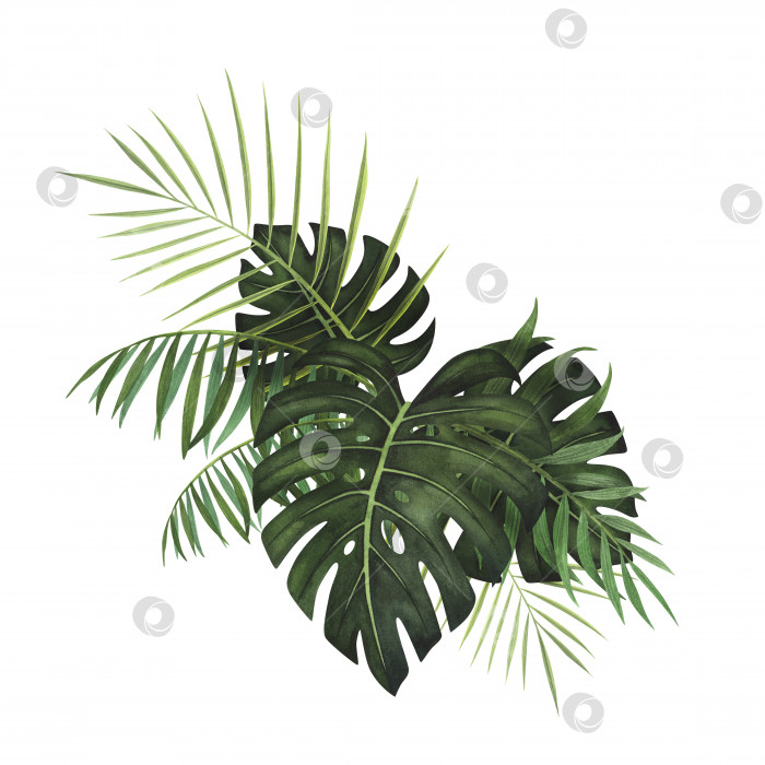 Скачать Композиция Тропические листья монстеры и пальмы акварелью выделены на белом фоне. Ботаническая иллюстрация, нарисованная акварелью от руки фотосток Ozero