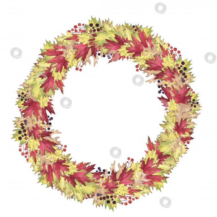 Скачать Осенний венок акварелью с листьями клена, дуба, тополя, выделенными на белом фоне. Дизайн иллюстрации для ручного рисования фотосток Ozero
