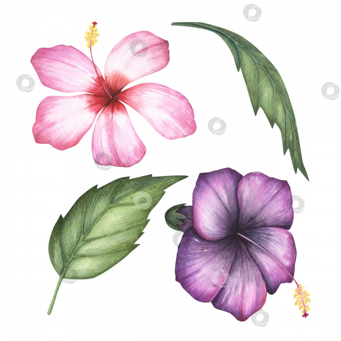 Скачать Набор розовых цветков гибискуса, листья изолированы на белом фоне. Акварельная ботаническая иллюстрация, нарисованная от руки, для дизайна фотосток Ozero