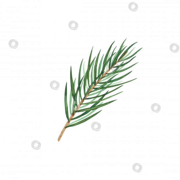 Скачать Еловая ветка рождественской елки, изолированная на белом фоне. Акварельная рисованная рождественская иллюстрация Художественный дизайн украшения фотосток Ozero