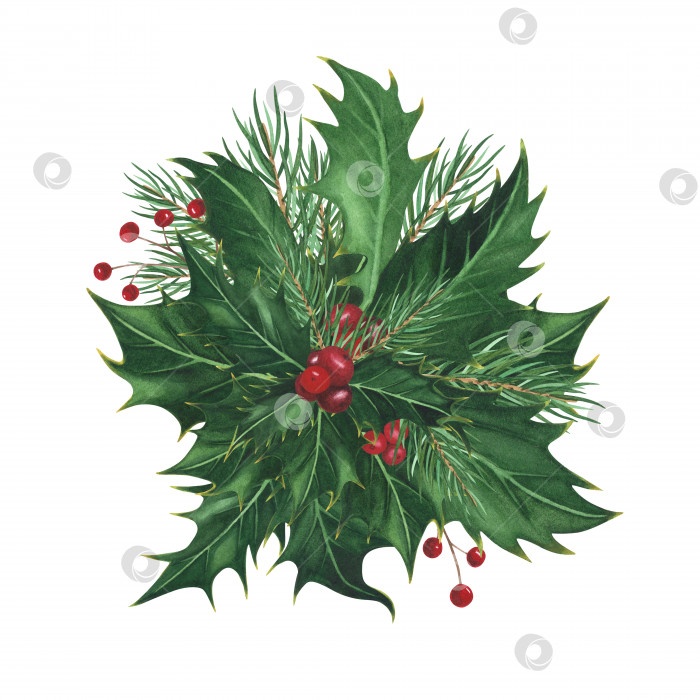 Скачать Рождественский остролист оставляет красные ягоды, ель выделена на белом фоне. Рождественская иллюстрация, нарисованная акварелью от руки. Искусство для дизайна фотосток Ozero