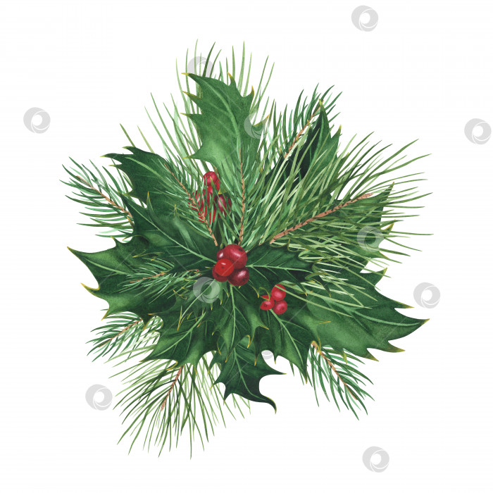 Скачать Рождественские листья остролиста, ягоды, сосна, ель выделены на белом фоне. Рождественская иллюстрация, нарисованная акварелью от руки. Искусство для дизайна фотосток Ozero