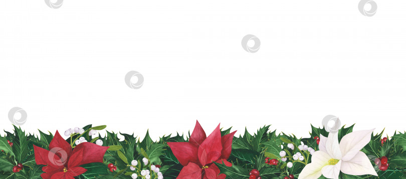 Скачать Бесшовная кайма с рождественскими ягодами из листьев остролиста, пуансеттии, омелы. Акварельная иллюстрация для шаблона, плаката фотосток Ozero