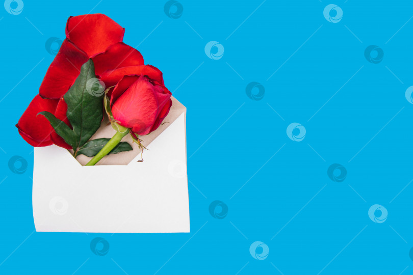 Скачать Красная роза в белом конверте на синем фоне. Подарок на 8 марта и день святого Валентина. фотосток Ozero