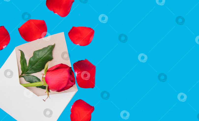 Скачать Красная роза в белом конверте на синем фоне. Подарок на 8 марта и день святого Валентина. фотосток Ozero