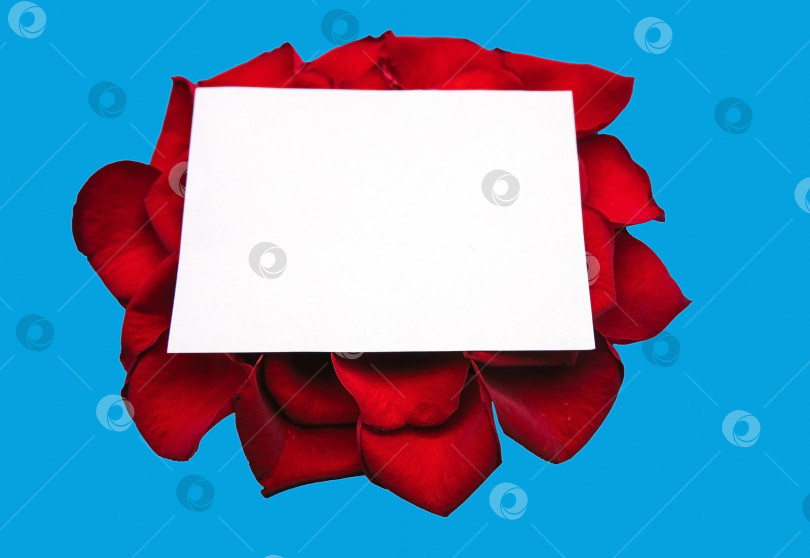 Скачать Белая рамка пуста, лепестки красной розы на синем фоне, вид сверху. Красивый цветочный узор. фотосток Ozero