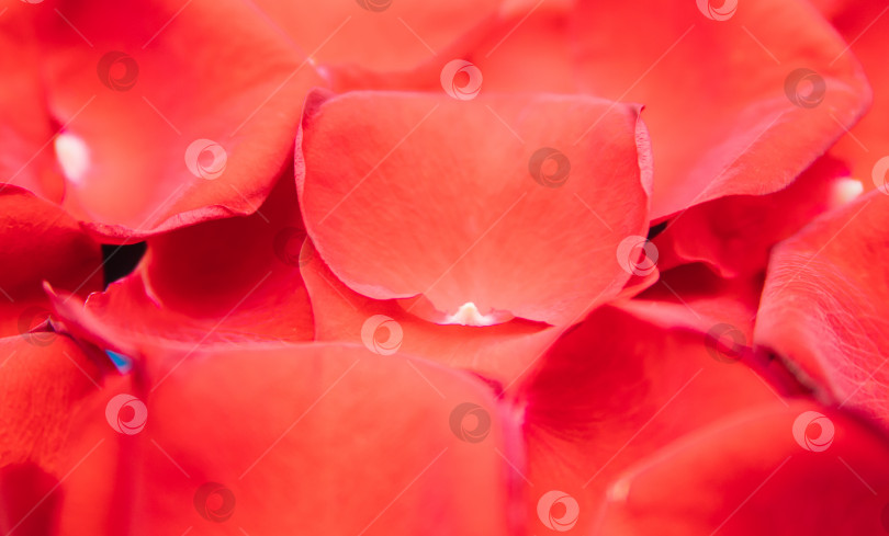 Скачать Лепестки красной розы крупным планом.Цветочная текстура и фон. фотосток Ozero