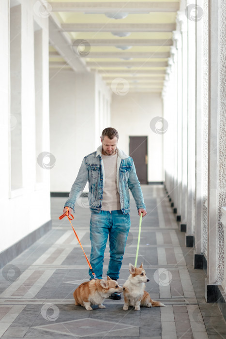 Скачать Мужчина в джинсовом костюме гуляет с собаками на поводке. Вельш-корги-пемброк прогуливается с хозяином по набережной. фотосток Ozero