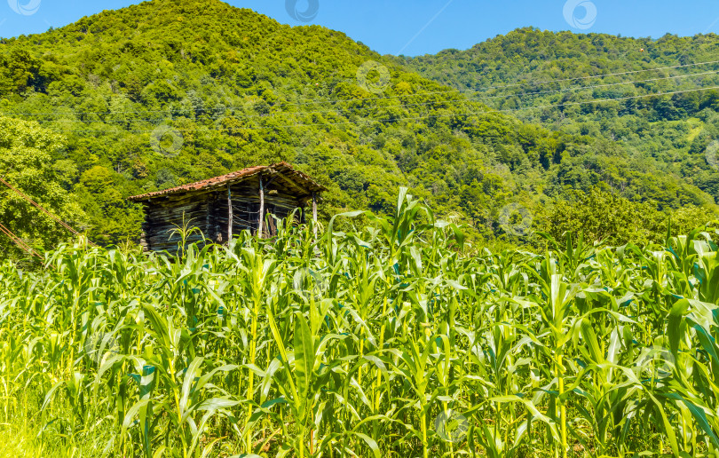 Скачать Кукурузное поле в сельской местности в ожидании сбора урожая фотосток Ozero