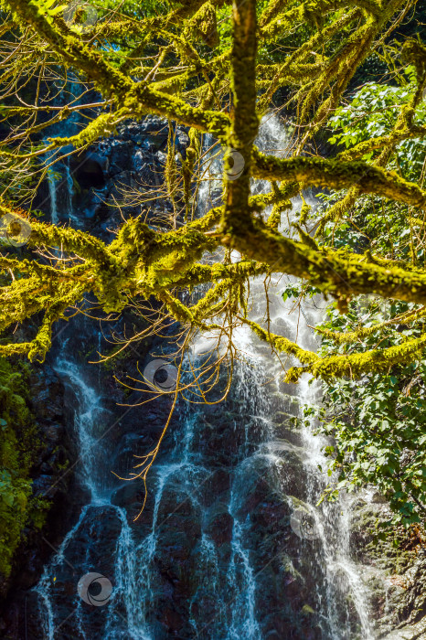 Скачать Покрытые мхом деревья на фоне красивого водопада фотосток Ozero