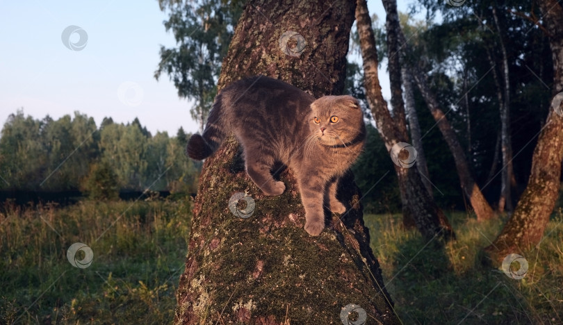 Скачать Прогулка шотландского вислоухого взрослого кота. Породистый кот забрался на дерево, загородом, летом, солнечным днём. фотосток Ozero