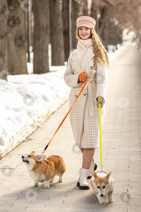 Скачать Молодая женщина гуляет с собаками на поводке. Вельш-корги-пемброк прогуливается с хозяином по весеннему парку. фотосток Ozero