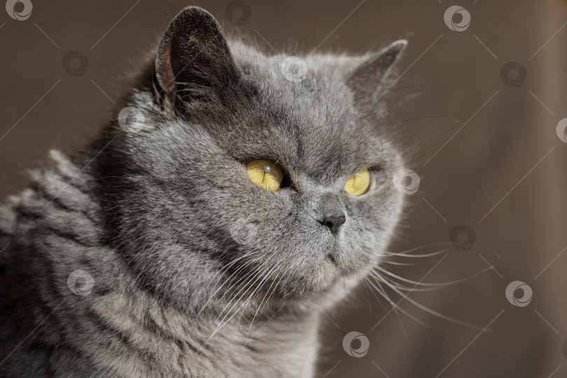 Серая британская кошка с желтыми глазами, на солнышке, смотрит в сторону, -  Ozero - российский фотосток