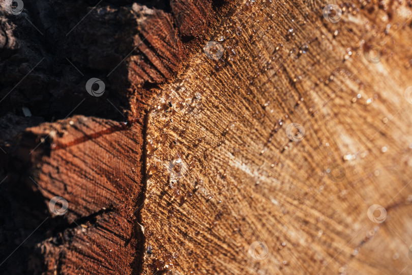 Скачать Текстура свежеспиленной древесины с годичными кольцами. Крупный план круглого ствола с каплями смолы. фотосток Ozero