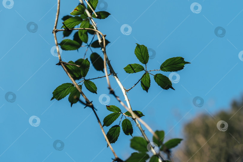 Скачать Крупный план листьев дикой ежевики - rubus ulmifolius на фоне голубого неба фотосток Ozero