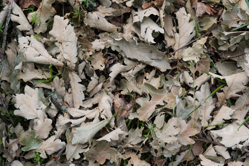 Скачать Сухие листья на земле в прекрасном осеннем лесу. Текстура опавших листьев дуба в лесу или парке. фотосток Ozero