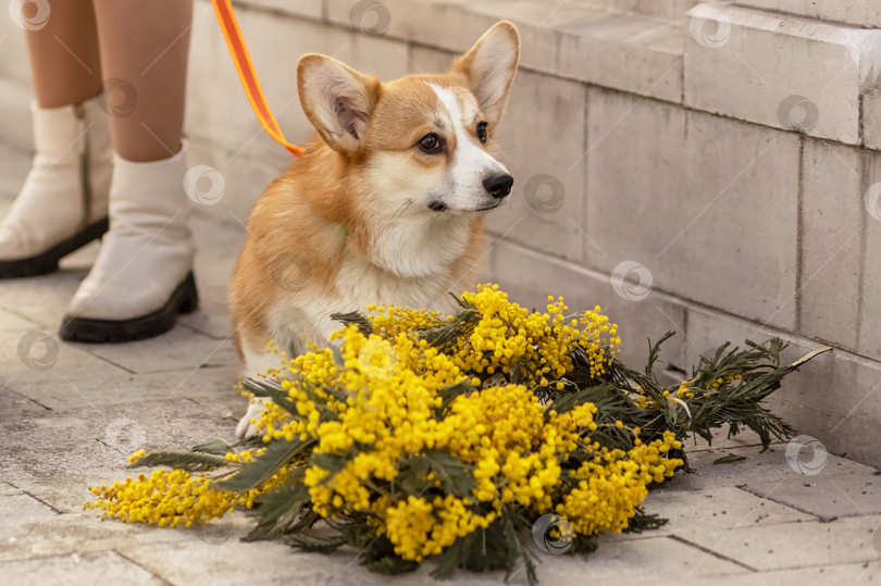 Скачать Молодая женщина гуляет с собаками на поводке. Вельш-корги-пемброк прогуливается с хозяином по весеннему парку. фотосток Ozero