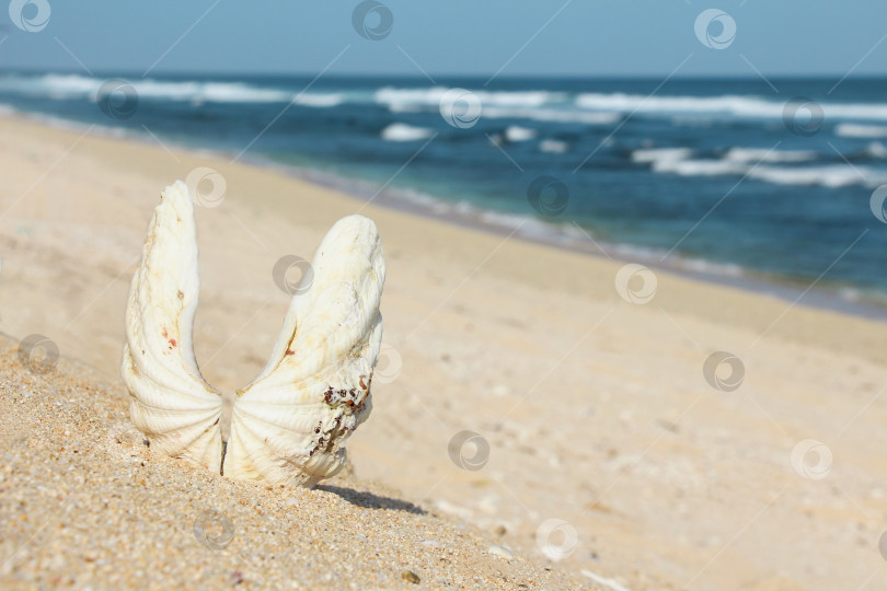 Скачать Морская раковина на пляже фотосток Ozero