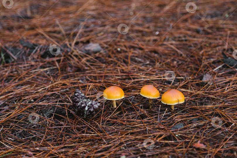 Скачать Три маленьких ядовитых светло-коричневых гриба Galerina marginata среди сухой хвои. фотосток Ozero