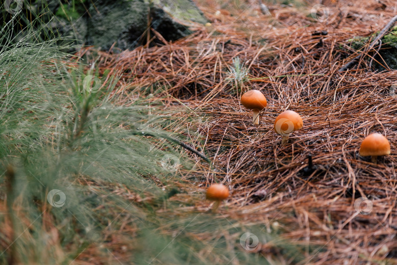 Скачать Несколько ядовитых несъедобных грибов среди сухой хвои в лесу с размытой веткой дерева на переднем плане. фотосток Ozero