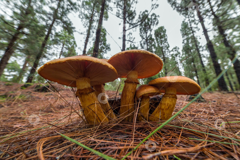 Скачать Группа больших грибов в лесу на земле из сухой хвои. Вид снизу на ложную лисичку, ядовитый и опасный гриб. фотосток Ozero