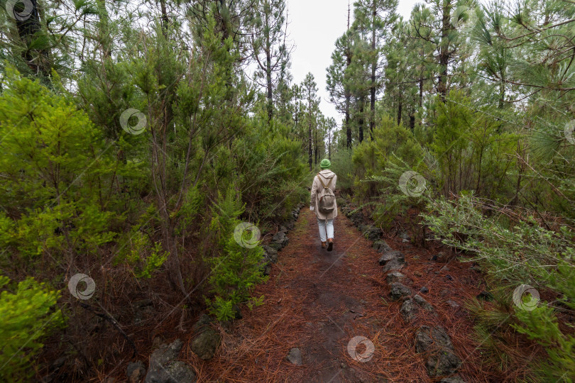 Скачать Женщина-путешественница с рюкзаком идет по лесу по тропинке из сухих коричневых иголок. фотосток Ozero