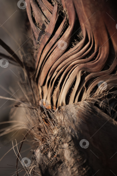 Скачать Сухая ворсистая кора темно-коричневого цвета на стволе пальмы в лучах солнечного света. фотосток Ozero