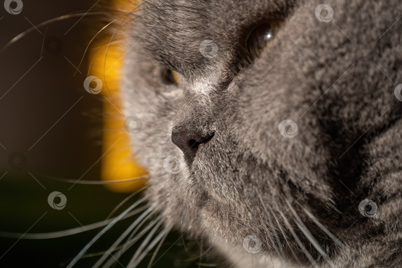 Скачать Серая британская кошка с желтыми глазами, смотрящая в сторону, на солнечный свет фотосток Ozero