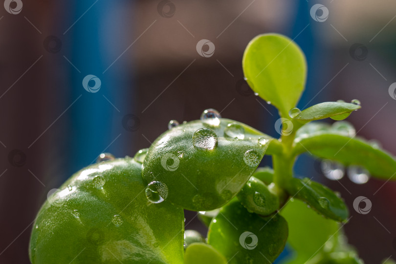 Скачать Солнце освещает комнатное растение зелеными листьями и каплями воды после полива. Избирательный фокус фотосток Ozero