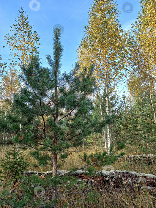 Скачать Смешанный лес - молодые сосны, елки, березы с желтой листвой фотосток Ozero