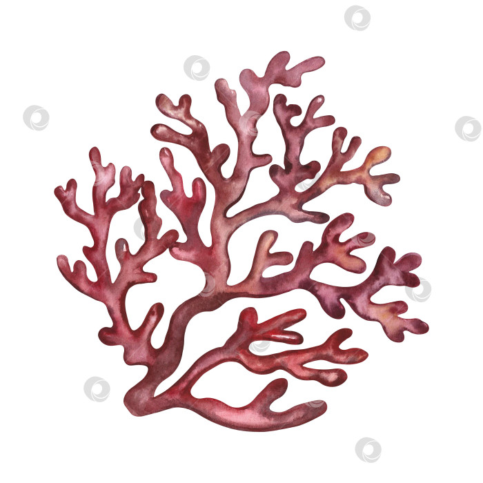 Скачать Прекрасный коралл красного моря. иллюстрация. Нарисованный акварелью от руки. Аквариум, тропический, риф, изолят на белом фоне. фотосток Ozero