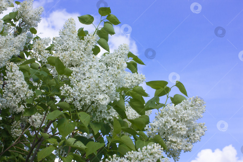 Скачать Белые цветы сирени на фоне зеленой листвы и голубого неба. Избирательный фокус. фотосток Ozero