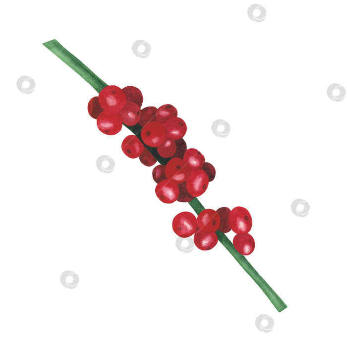 Скачать Рождественское растение остролист с множеством ягод, выделенных на белом фоне. Рождественская иллюстрация, нарисованная акварелью от руки. Искусство для дизайна фотосток Ozero