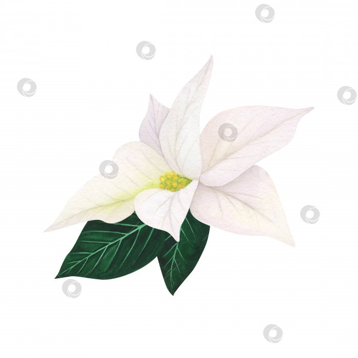 Скачать Рождественский белый цветок пуансеттии, изолированный на белом фоне. Рождественская иллюстрация, нарисованная акварелью от руки. Искусство для дизайна фотосток Ozero