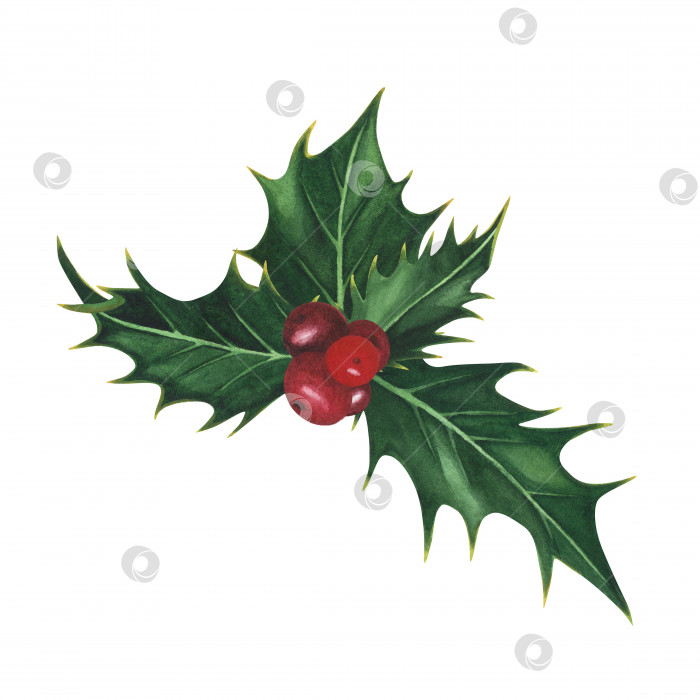 Скачать Рождественское растение с листьями остролиста и ягодами, выделенными на белом фоне. Рождественская иллюстрация, нарисованная акварелью от руки. Искусство для дизайна фотосток Ozero