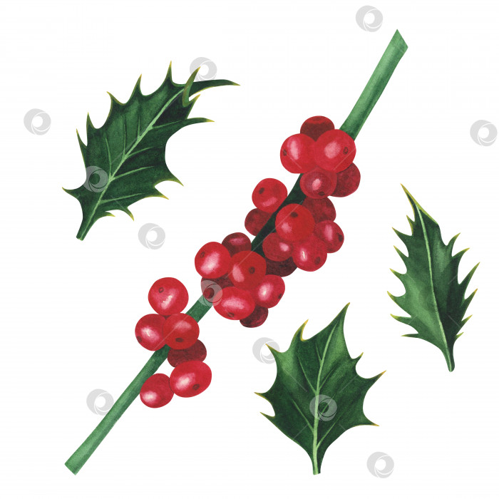 Скачать Рождественское растение остролист, установленное изолированно на белом фоне. Рождественская иллюстрация, нарисованная акварелью от руки. Искусство для дизайна фотосток Ozero
