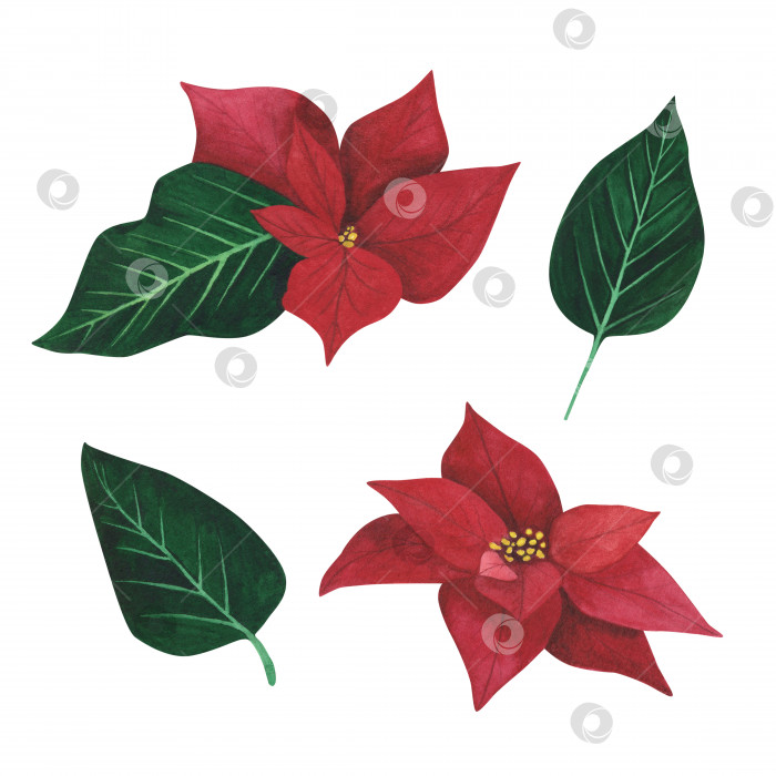Скачать Установите рождественское растение пуансеттия, изолированное на белом фоне. Рождественская иллюстрация, нарисованная акварелью от руки. Искусство для дизайна фотосток Ozero